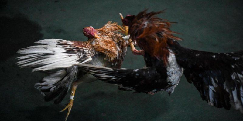 Hiểu luật đá gà cựa dao giúp dễ dàng chiến đấu