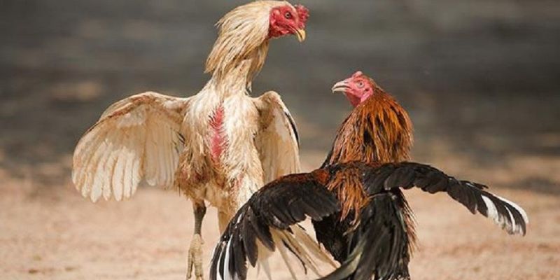 Đá gà cựa dao phát lại hấp dẫn