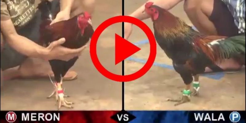 Đá gà cựa dao quốc tế phát triển mạnh mẽ