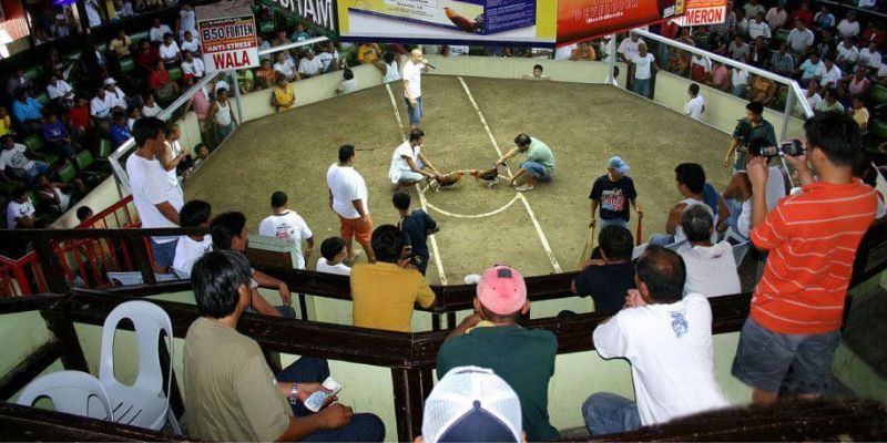 Xem đá gà cựa dao quốc tế hấp dẫn