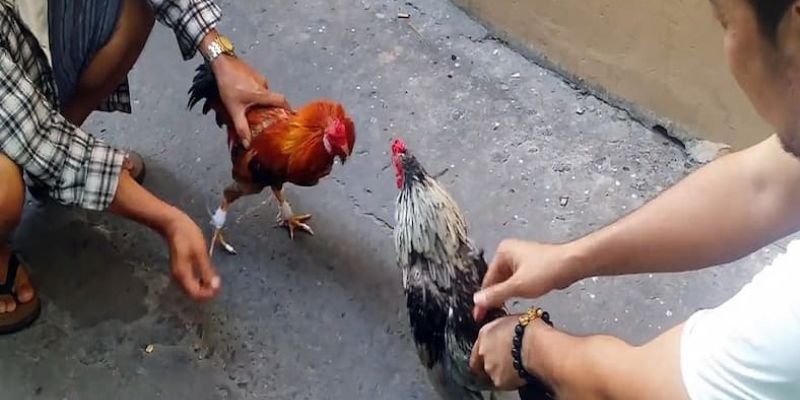 Đá gà tre