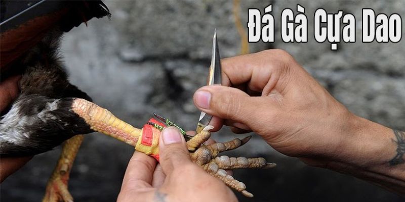 Tìm hiểu luật chơi đá gà cựa dao Thomo