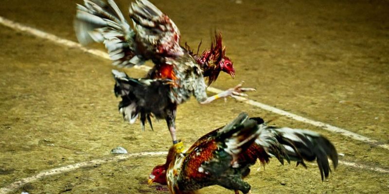Đánh giá kết quả khi chơi đá gà cựa dao thomo
