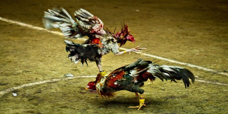 Luật chơi đá gà cựa dao trực tiếp