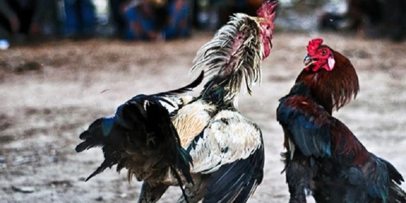 Đá gà cựa dao trực tiếp ngày hôm nay được cập nhật