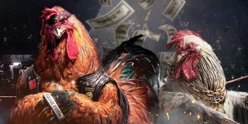 Mãn nhãn với các trận đá gà cựa dao hợp pháp
