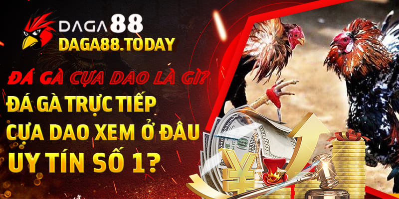đá gà trực tiếp cựa dao