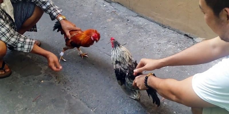 Đá gà cựa sắt Miền Tây