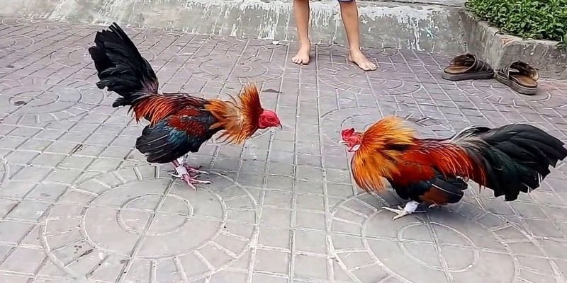 Ưu điểm đá gà cựa sắt Miền Tây