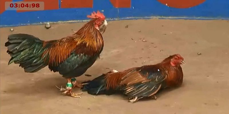 đá gà cựa sắt Campuchia hôm nay