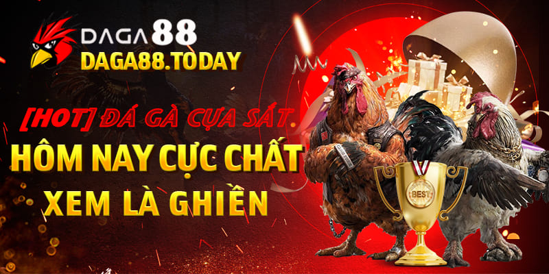 Đá gà cựa sắt hôm nay hay nhất