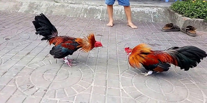 trực tiếp đá gà cựa sắt thomo hôm nay