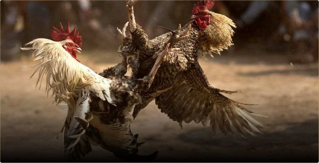 Đá gà cựa sắt Thomo mới nhất