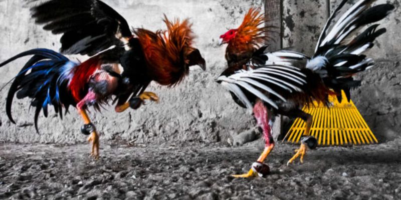 Luật đá gà cựa sắt Thomo