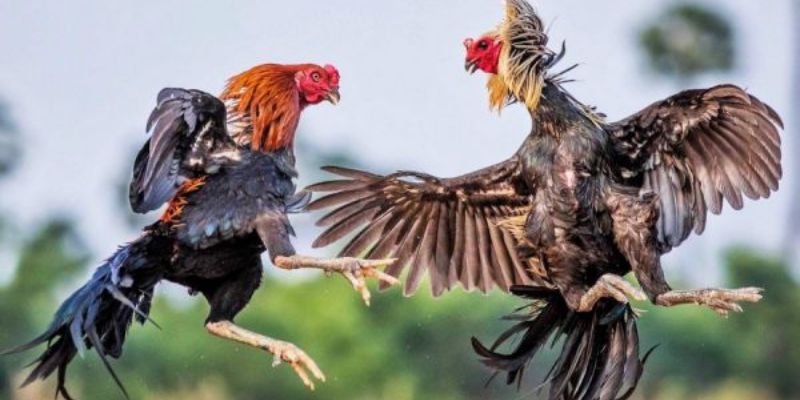 Luật đá gà Mỹ cựa dao