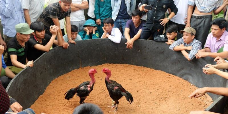 Kinh nghiệm chơi đá gà nòi cựa sắt