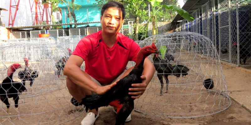Tuyệt chiêu chọn gà nòi cựa sắt 