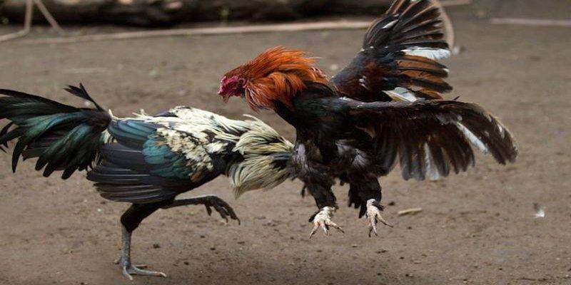 Những trận đá gà tre cựa sắt mới nhất hấp dẫn