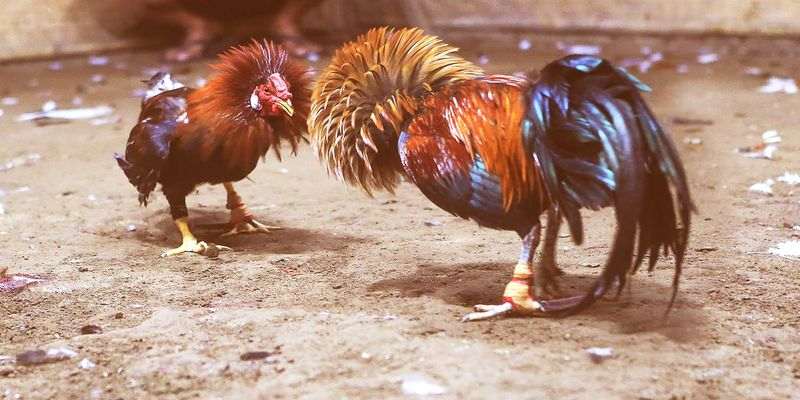 Luật chơi đá gà tre cựa sắt