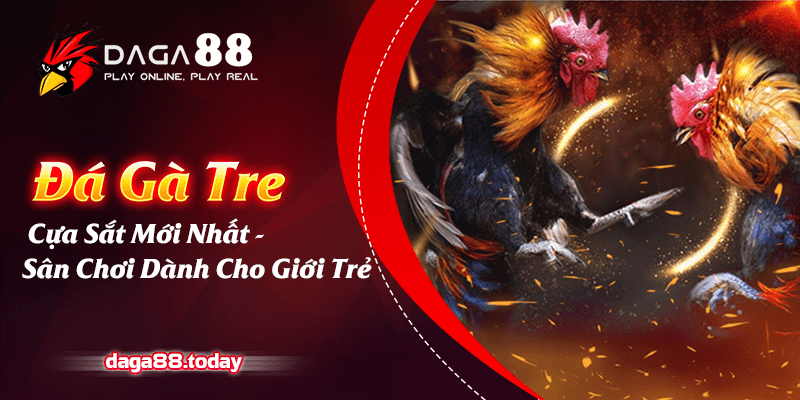 Đá gà tre cựa sắt mới nhất