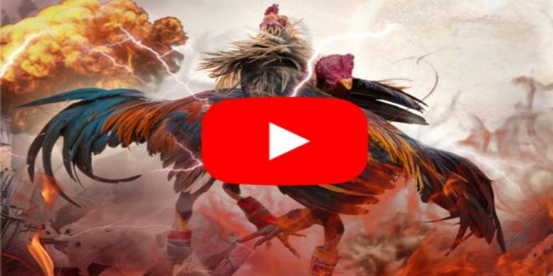 Sơ lược về game đá gà trực tiếp Thomo 24/7