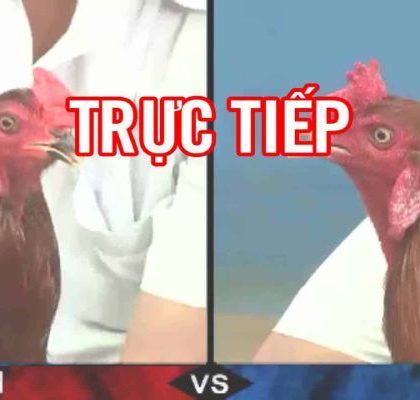 Meron và Wala trong đá gà trực tiếp bên Cam