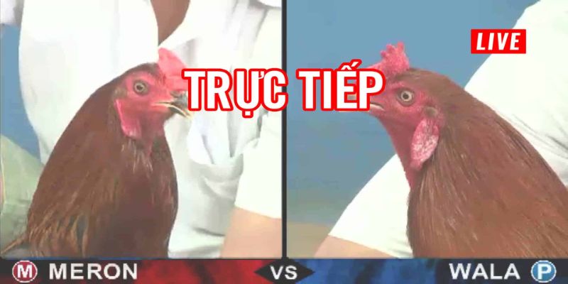 Meron và Wala trong đá gà trực tiếp bên Cam