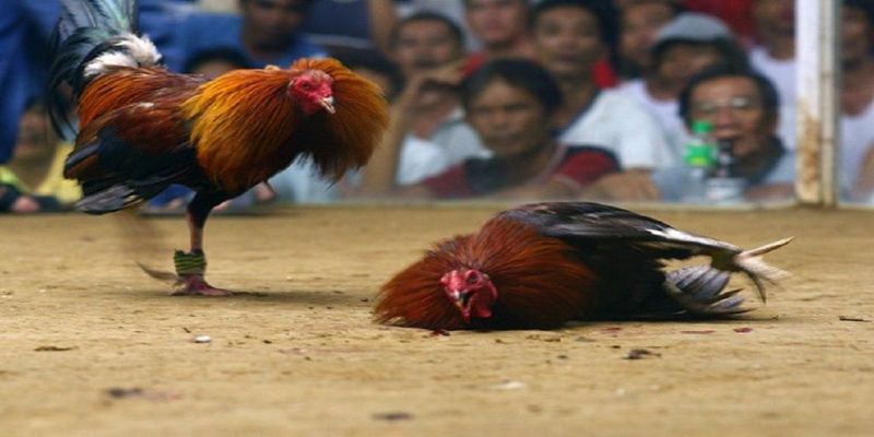 Thuật ngữ đá gà trực tiếp bên Cam