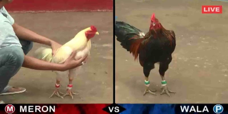 Đá gà trực tiếp bình luận là gì?