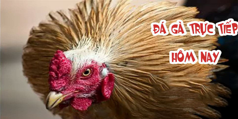 đá gà trực tiếp có bình luận