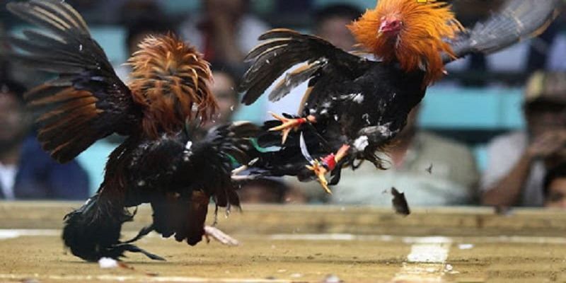 Địa chỉ xem đá gà trực tiếp cựa dao