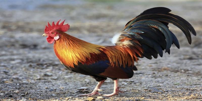 Kinh nghiệm đặt cược đá gà