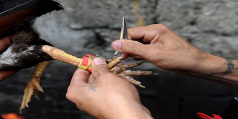 Đá gà trực tiếp cựa giao là gì?