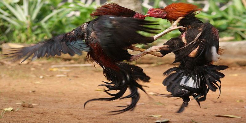 Các hình thức đá gà trực tiếp giải gà nòi
