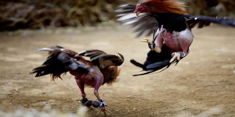 Gà nòi đá cựa được nhiều người yêu thích