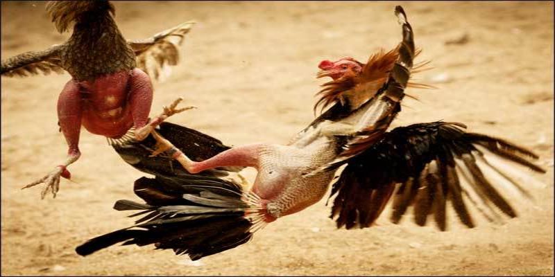 Một số dòng gà nòi phổ biến