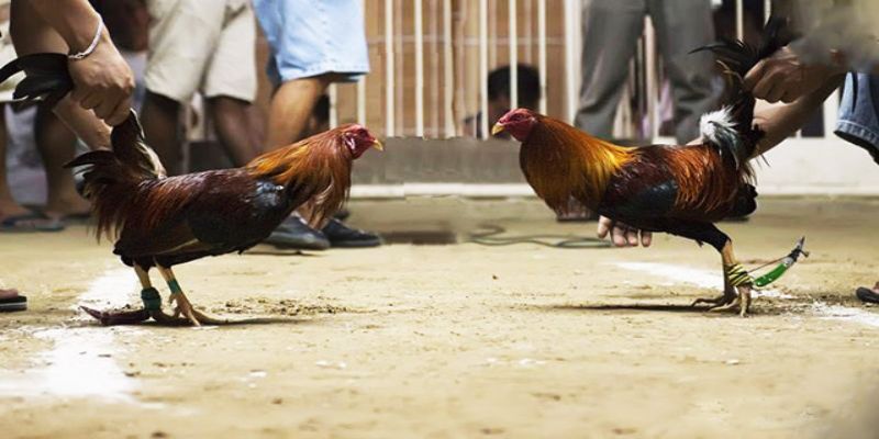 Những hình thức đá gà trực tiếp ở Thomo phổ biến