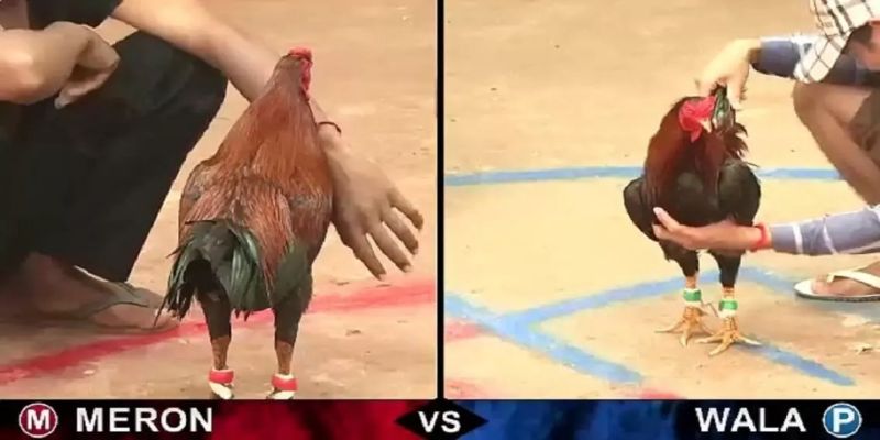 Lợi ích khi xem đá gà trực tiếp ở Thomo