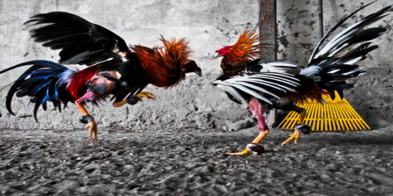 Đá gà trực tiếp Thomo hôm nay là gì?