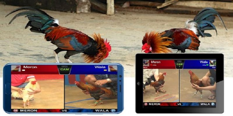 kinh nghiệm cá cược đá gà trực tiếp