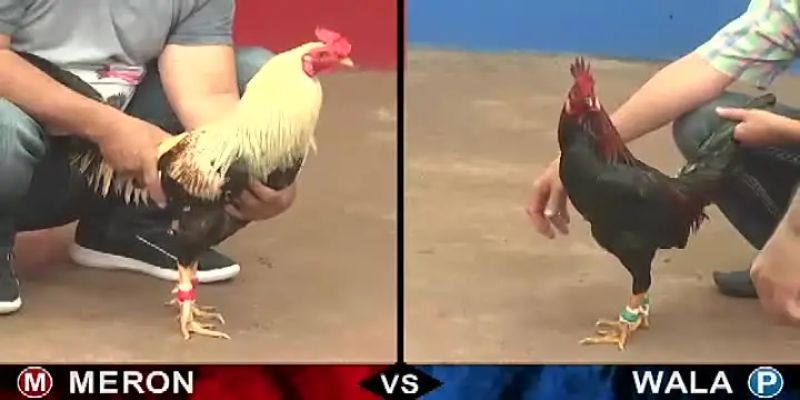 Xem đá gà trực tiếp ở đâu?