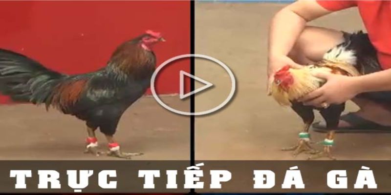 Đá gà trực tiếp trên mạng