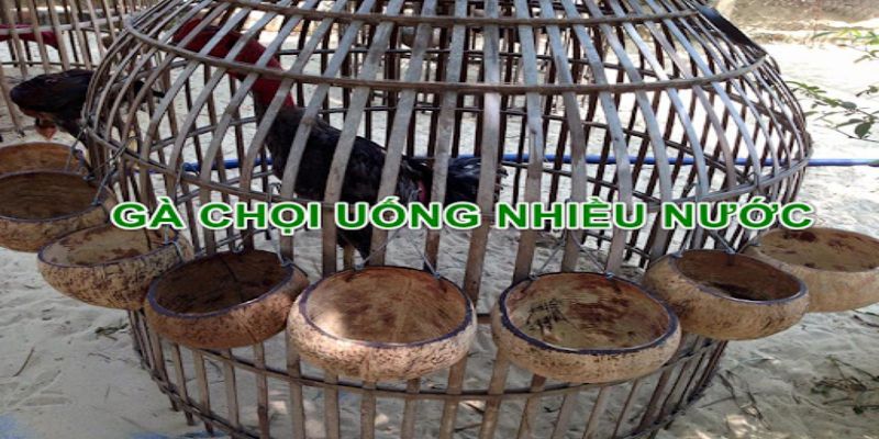 Gà chọi uống nhiều nước có bị gì không?