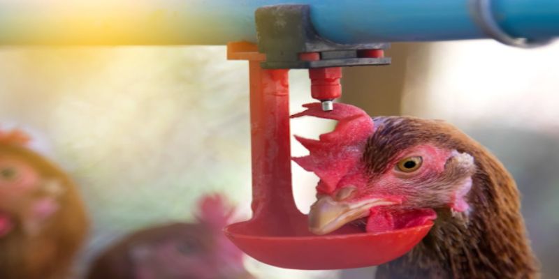 Cách điều trị tình trạng uống nhiều nước ở gà chọi
