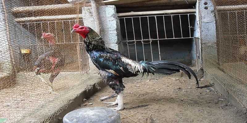 Cách phòng bệnh uống nước nhiều ở gà chọi