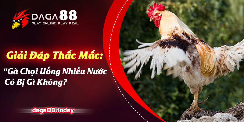 Gà chọi uống nhiều nước có bị gì không
