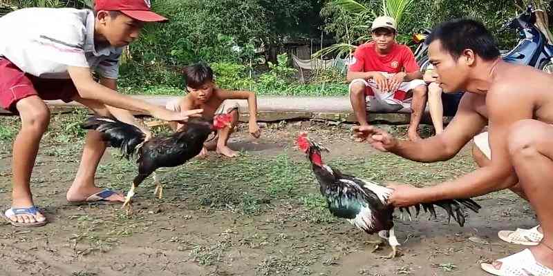 Xem live đá gà cựa sắt miền Tây tại Daga88