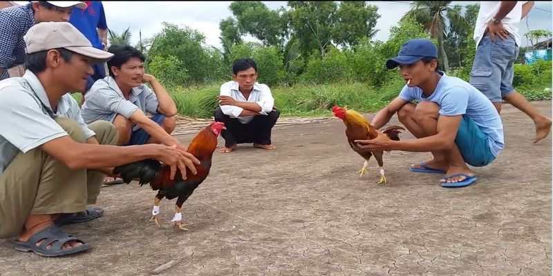 Hạng cân trong gà cựa sắt đá gà miền Tây