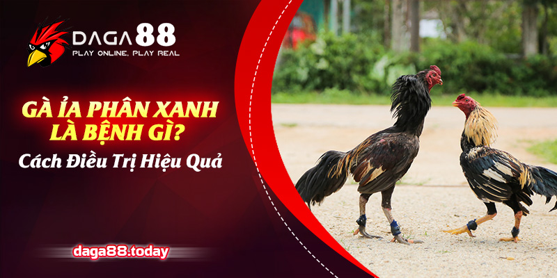 Gà ỉa phân xanh là bệnh gì?