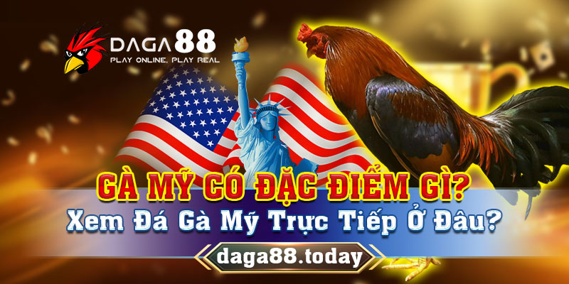 Xem đá gà Mỹ trực tiếp